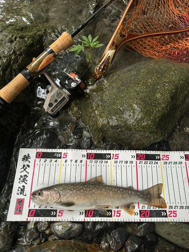 イワナの釣果