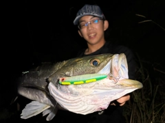シーバスの釣果