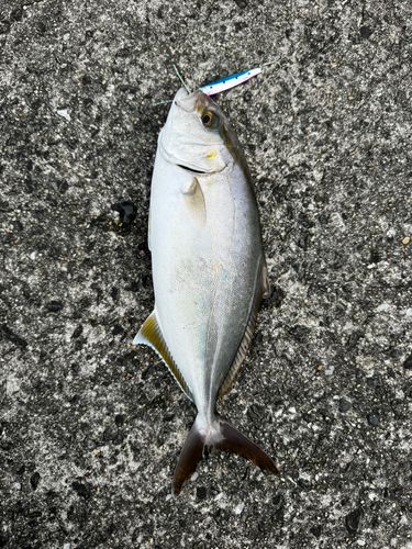 ネリゴの釣果