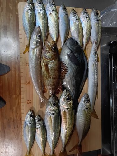 マアジの釣果