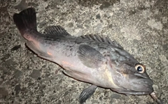 クロソイの釣果