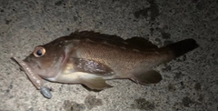 ガヤの釣果