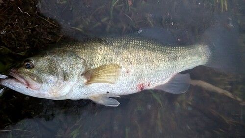 ブラックバスの釣果