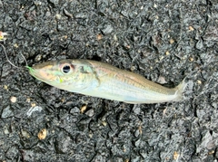 キスの釣果