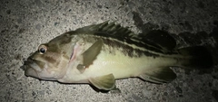 シマゾイの釣果
