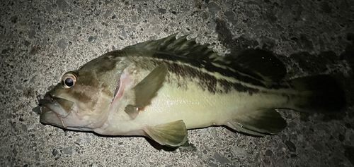 シマゾイの釣果