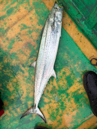 モンゴウイカの釣果