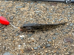 マハゼの釣果