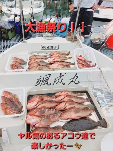 アコウの釣果