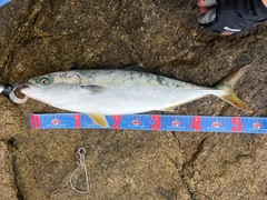 イナダの釣果