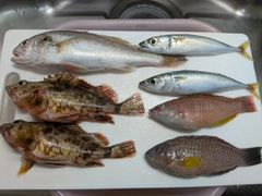 イシモチの釣果