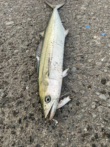 サゴシの釣果