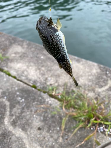 フグの釣果