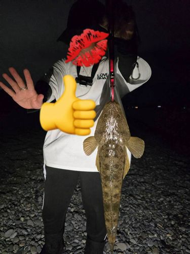 マゴチの釣果