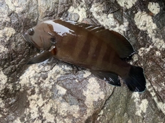ヤミハタの釣果