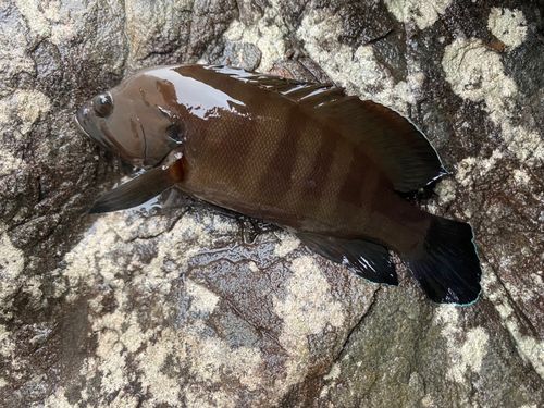ヤミハタの釣果