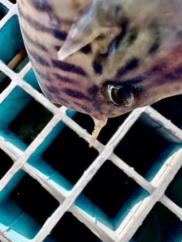 カワハギの釣果