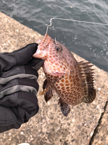 オオモンハタの釣果