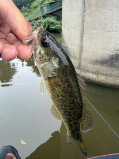ラージマウスバスの釣果