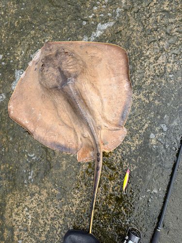 アカエイの釣果
