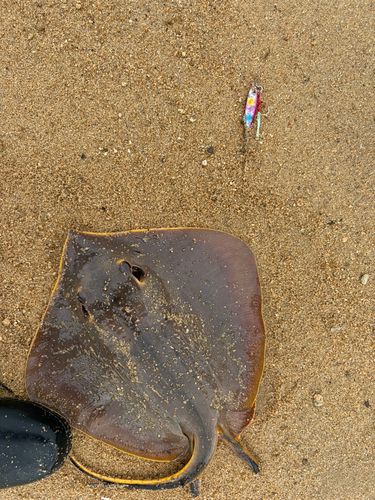 アカエイの釣果