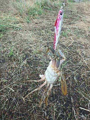 イシガニの釣果