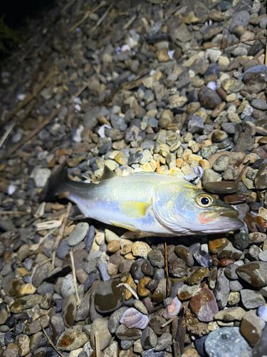 セイゴ（ヒラスズキ）の釣果