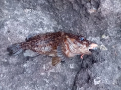 ムラソイの釣果