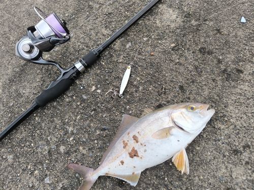 ショゴの釣果