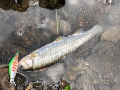 ウグイの釣果
