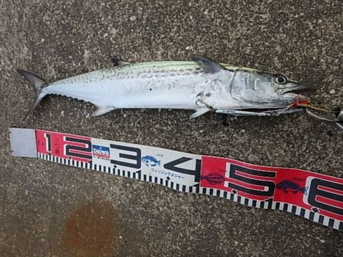 サゴシの釣果
