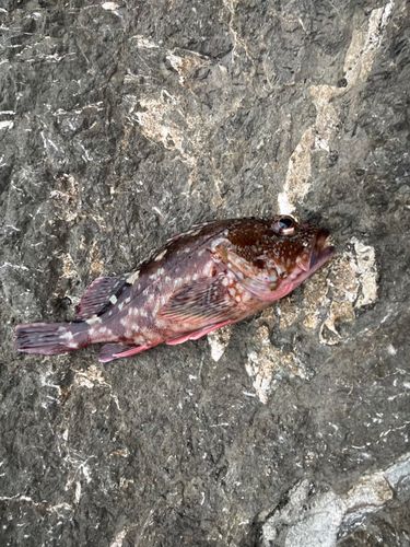 カサゴの釣果