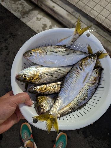 コノシロの釣果