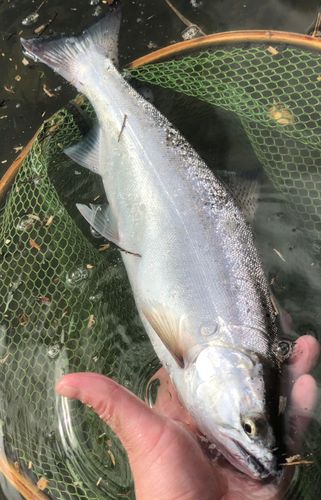 ヤマメの釣果