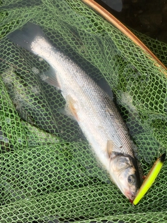 ウグイの釣果