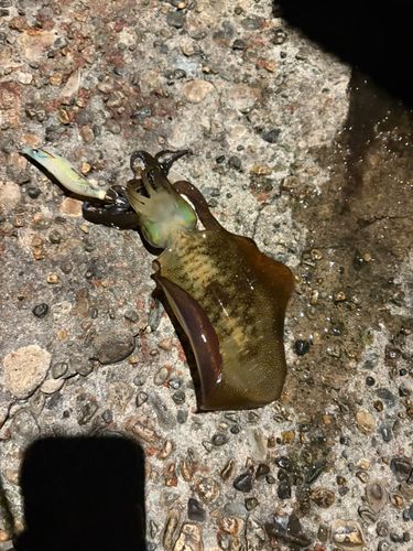 アオリイカの釣果