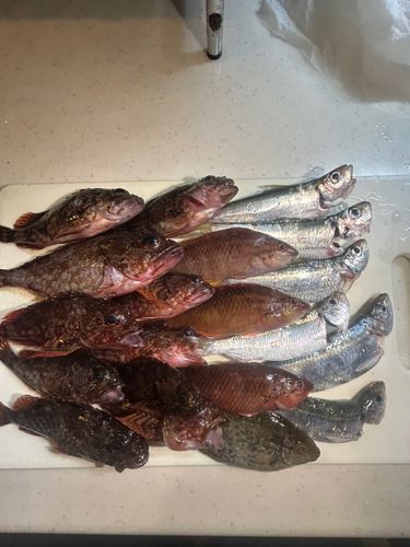 カサゴの釣果
