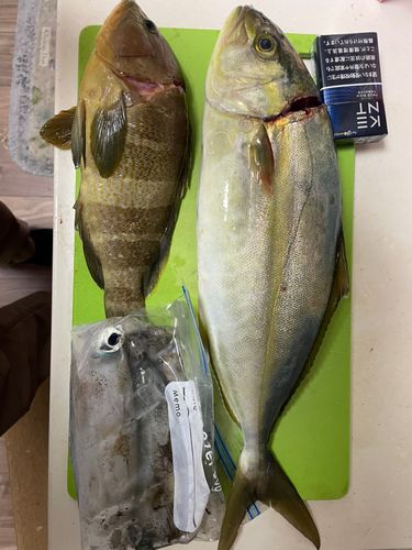 シオの釣果