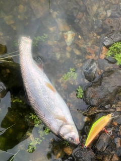 ウグイの釣果