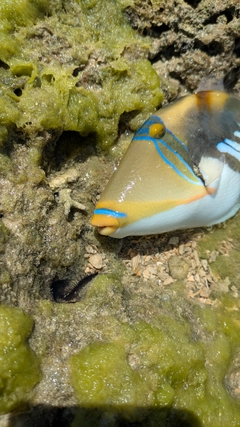 ムラサメモンガラの釣果