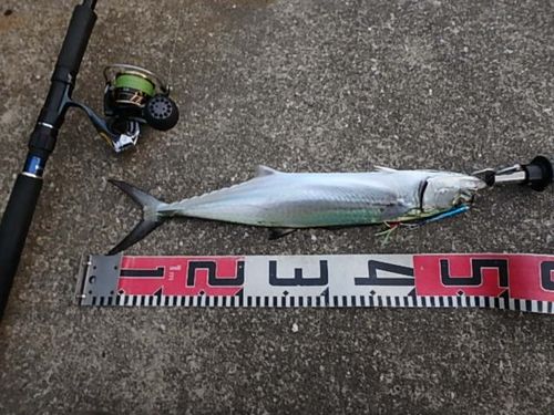 サゴシの釣果
