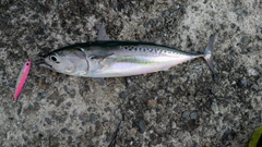 ソウダガツオの釣果
