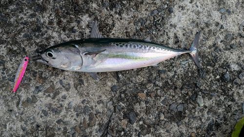 ソウダガツオの釣果