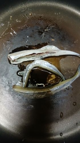 サヨリの釣果