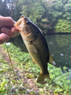 ラージマウスバスの釣果