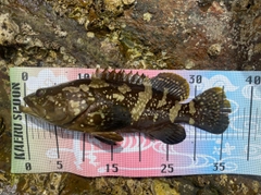 タマカイの釣果