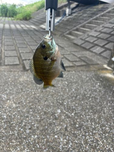 ブルーギルの釣果