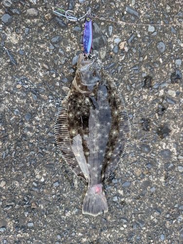 ヒラメの釣果
