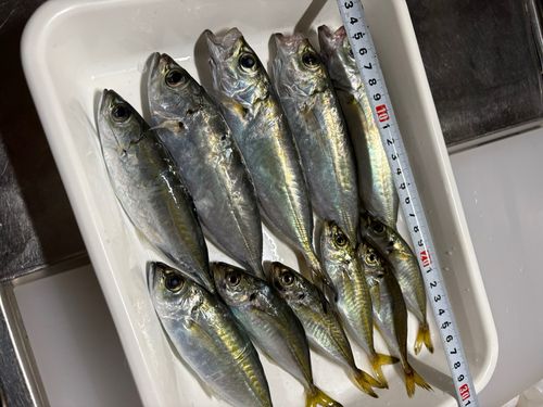 アジの釣果