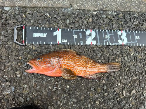 キジハタの釣果